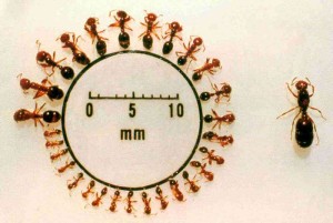 antsizes_2
