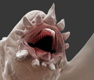 scaryworm