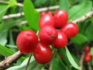Daphne Mezereum
