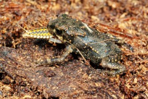 Epomis Beetle larva