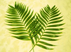 palm-branches